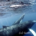 whale_humpback_h_00298_dom3700.jpg